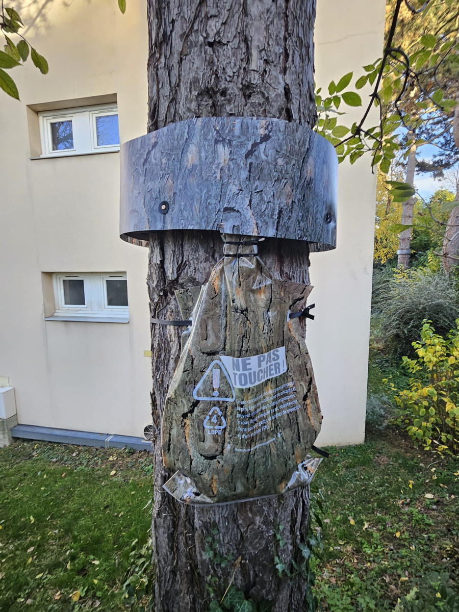 Écopiège posé autour du tronc d'un arbre, avec son sac de collecte marqué « Ne pas toucher », devant une habitation