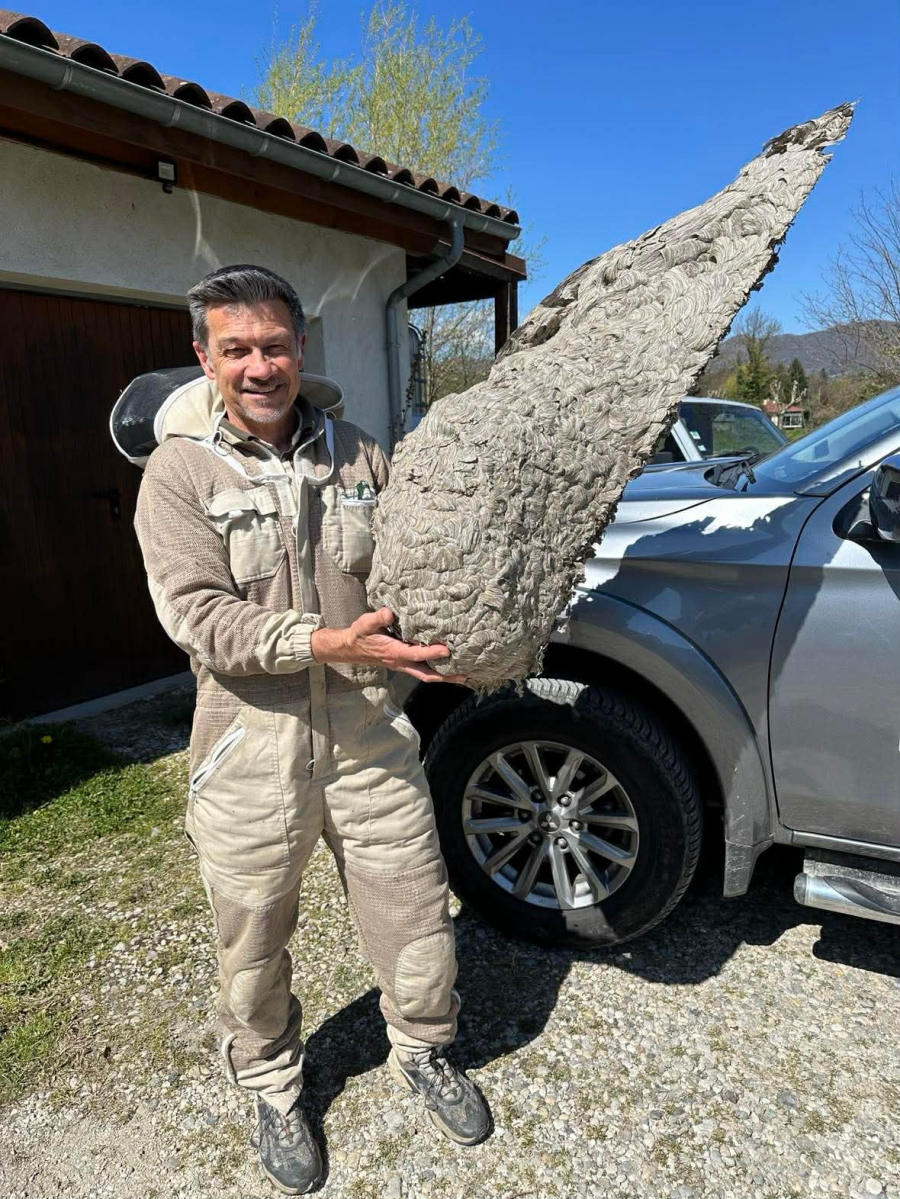 Technicien ACS38 en combinaison de protection tenant un nid de frelons retiré d'une habitation en Isère