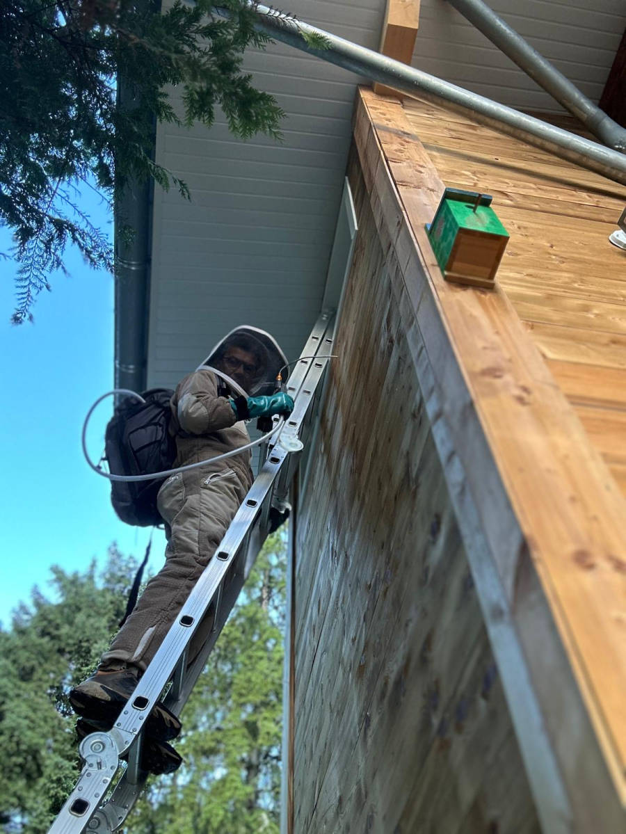 Technicien ACS38 en combinaison et voile de protection, sur une échelle, traitant un nid sous l'avancée d'un toit