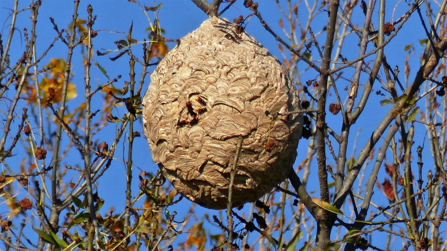 Nid de frelons asiatiques en forme de boule accroché aux branches hautes d'un arbre en Isère