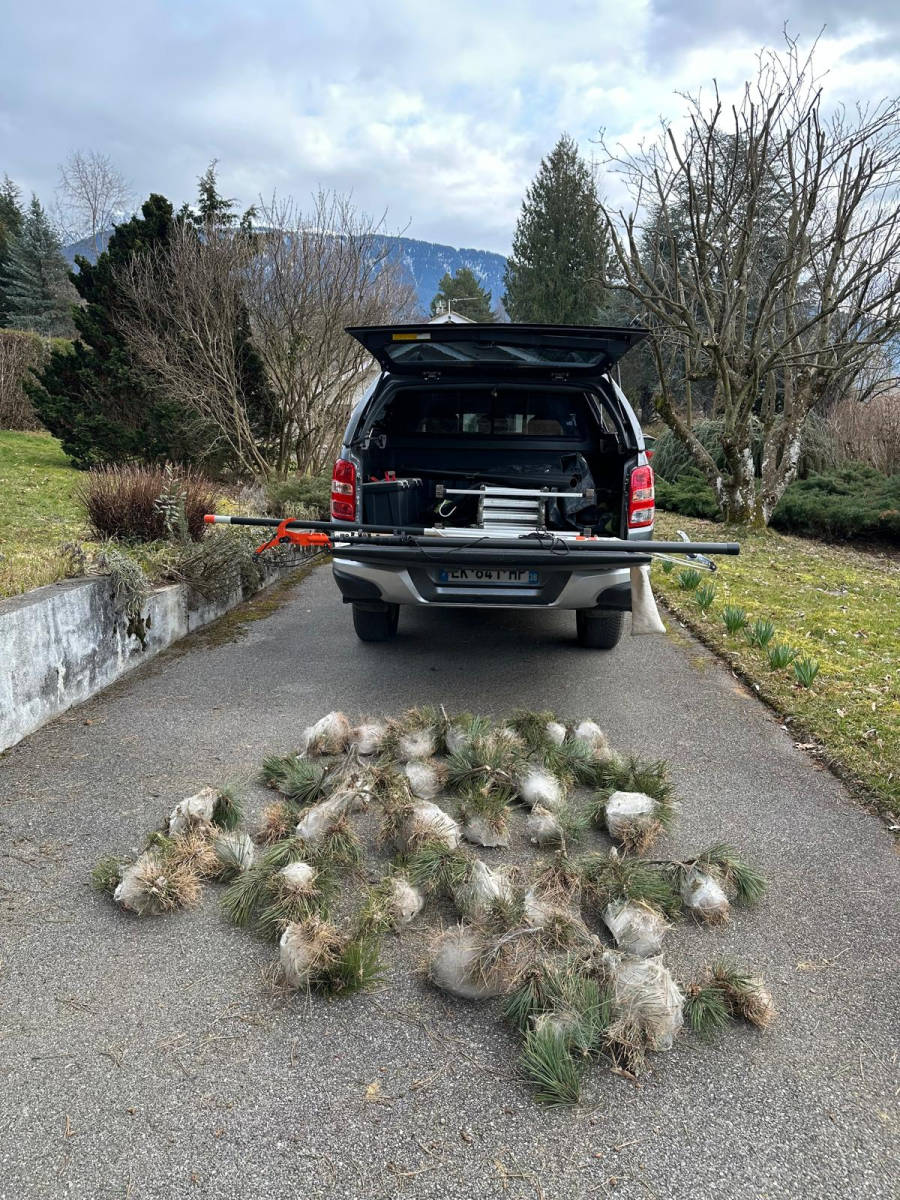 Une trentaine de nids de chenilles processionnaires retirés et alignés au sol derrière le pick-up d'intervention
