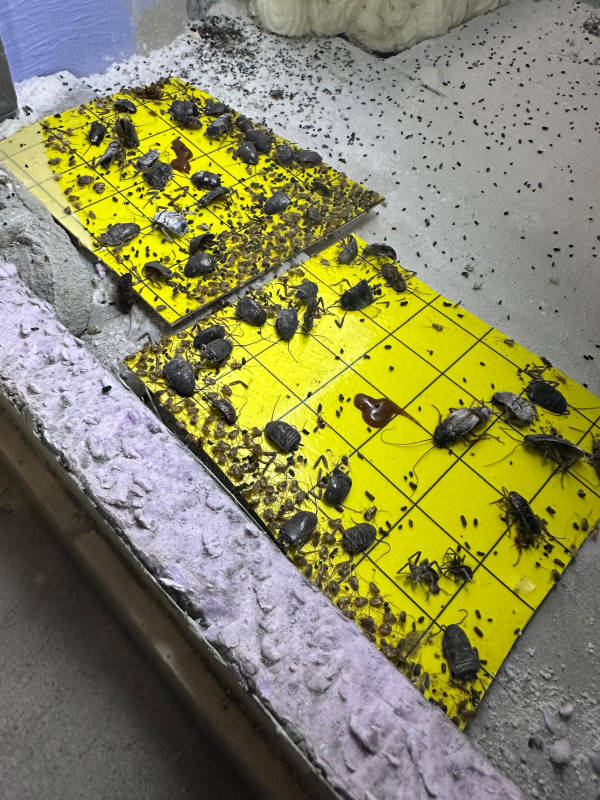 Deux plaques de glu jaunes couvertes de blattes capturées, posées au sol le long d'un mur