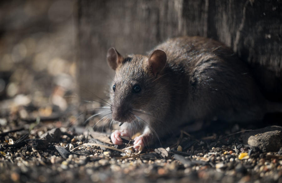 Rat surmulot adulte au pelage brun, à découvert sur du gravier